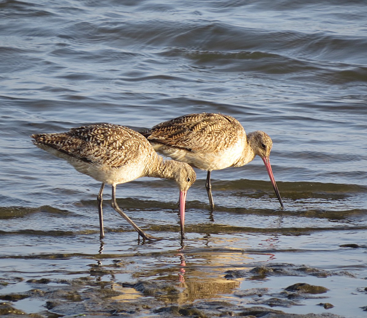 Marbled Godwit - ML64497691