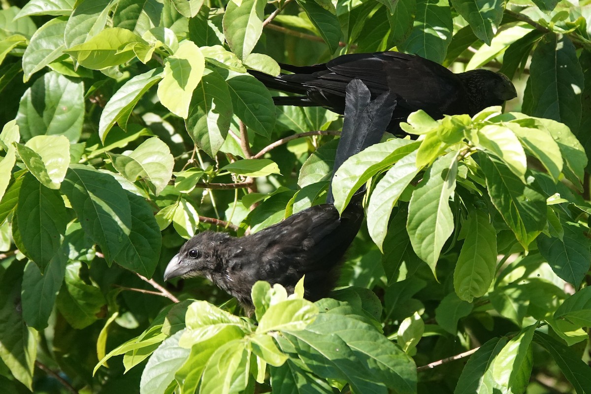 glattnebbani - ML644976933