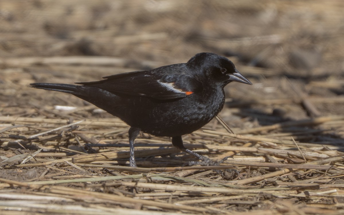 Tricolored Blackbird - ML644976986