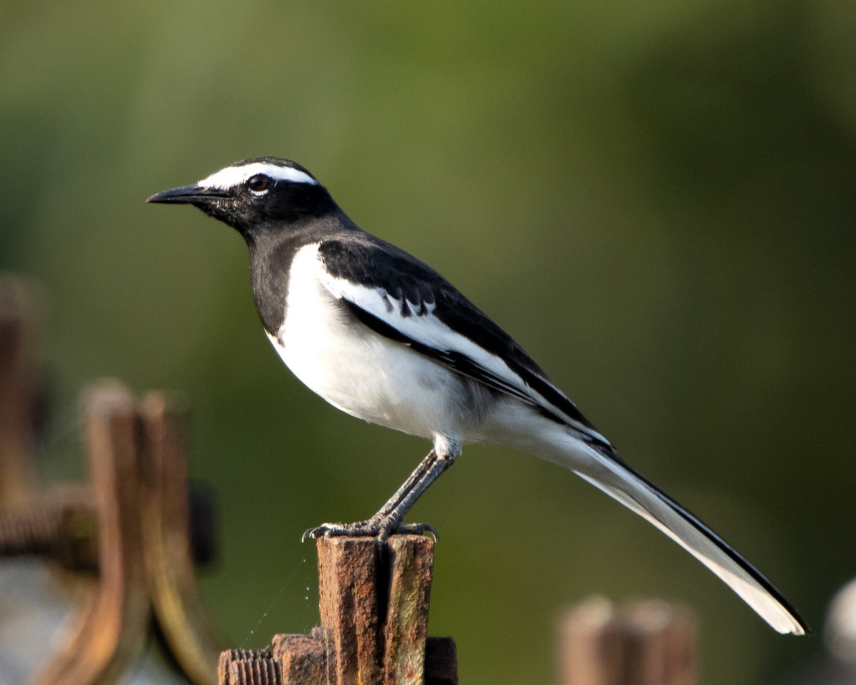 Плиска білоброва - ML644977032