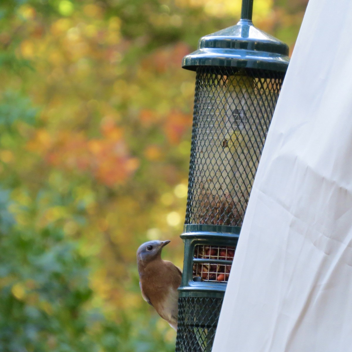 Eastern Bluebird - ML644977037