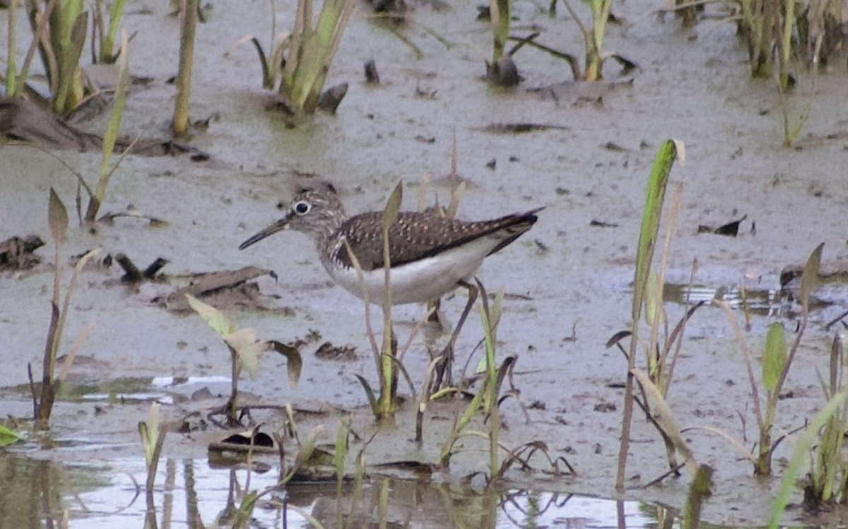 Solitary Sandpiper - ML644977047
