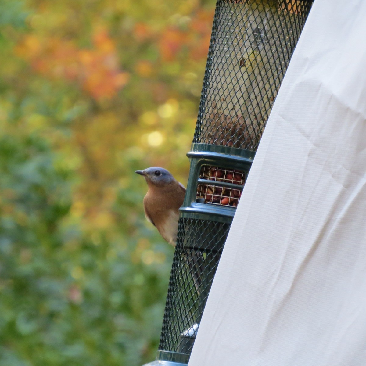 Eastern Bluebird - ML644977051