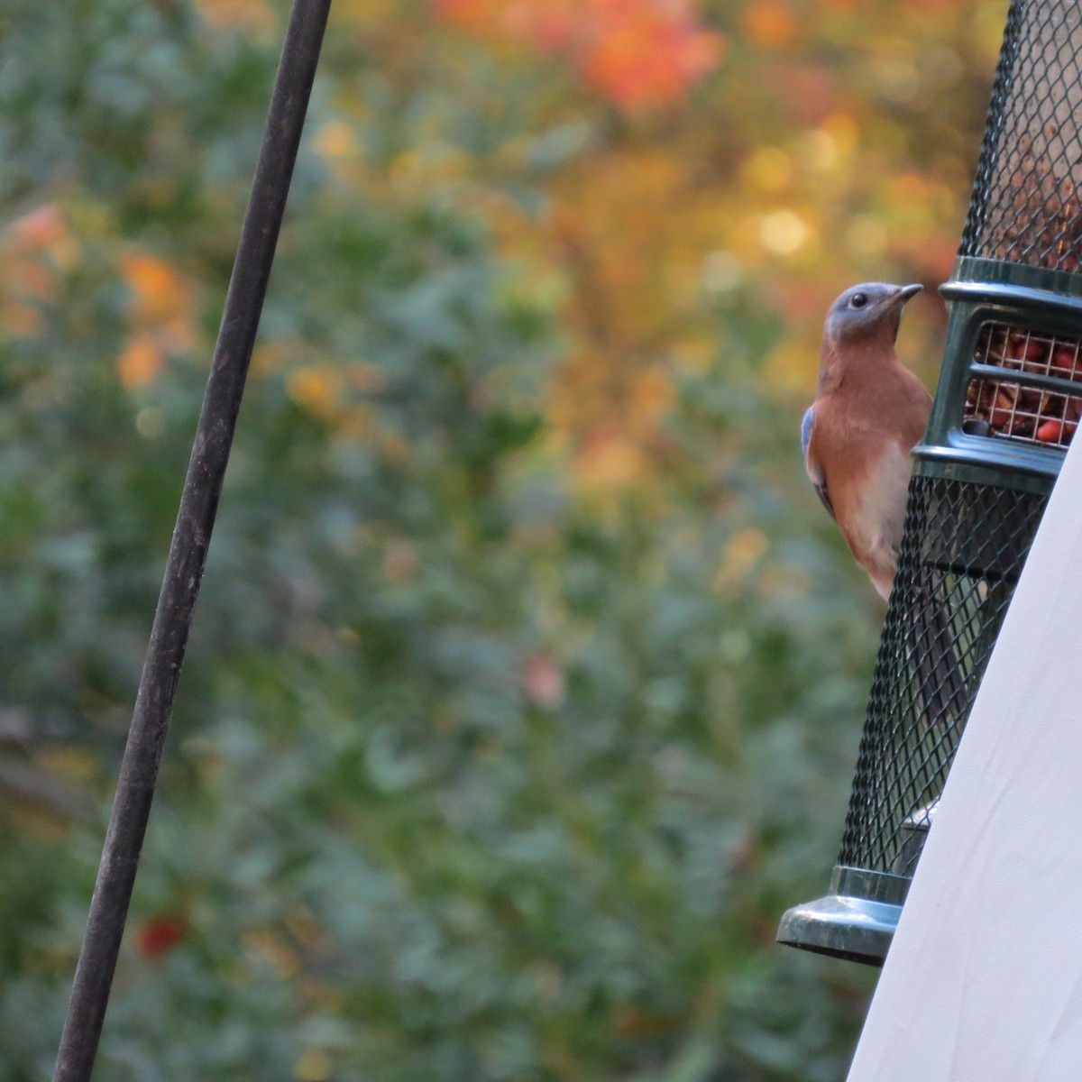 Eastern Bluebird - ML644977057