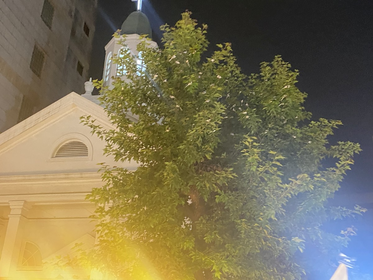 White Wagtail - ML644977089