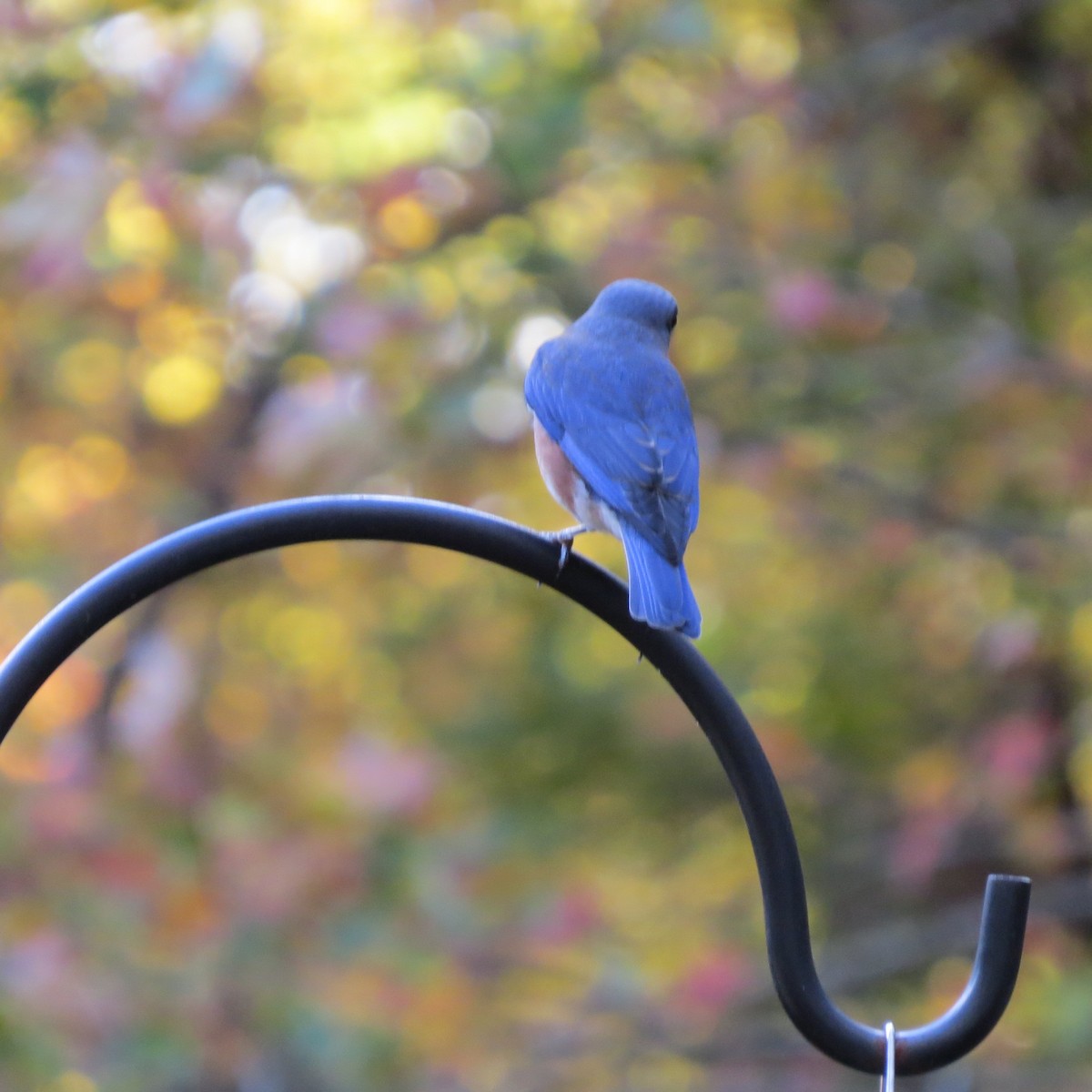 Eastern Bluebird - ML644977099