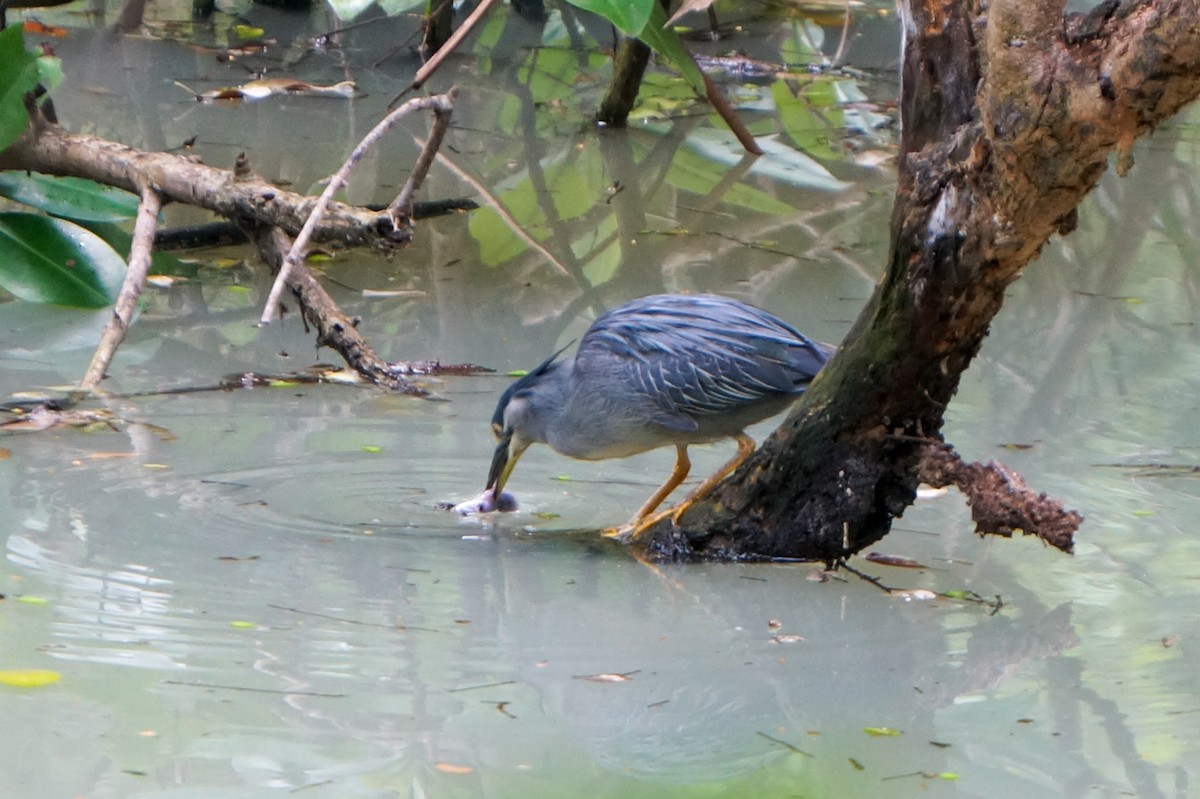 Little Heron (Asian) - ML644977109