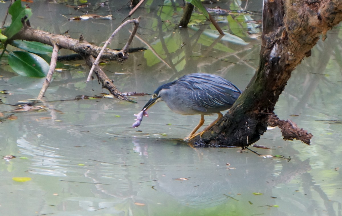 Little Heron (Asian) - ML644977110