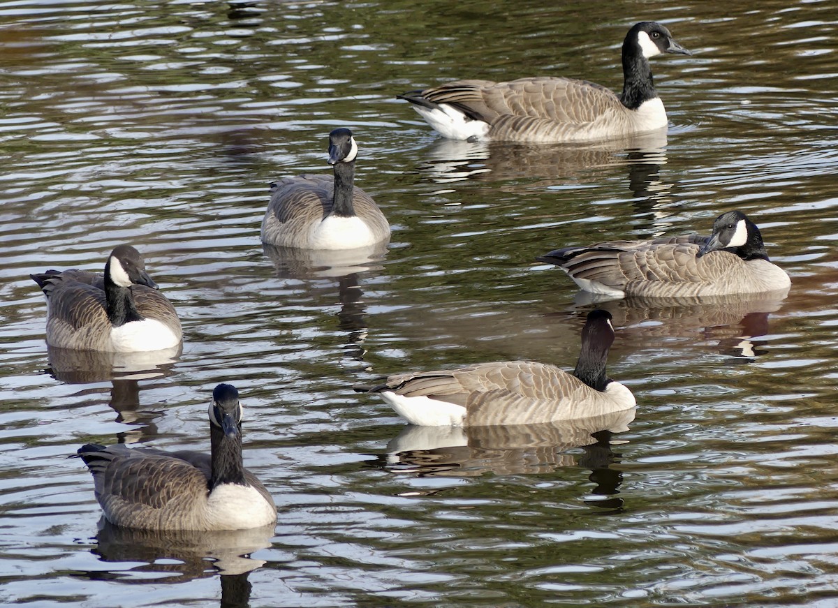 Bernache du Canada - ML644977111