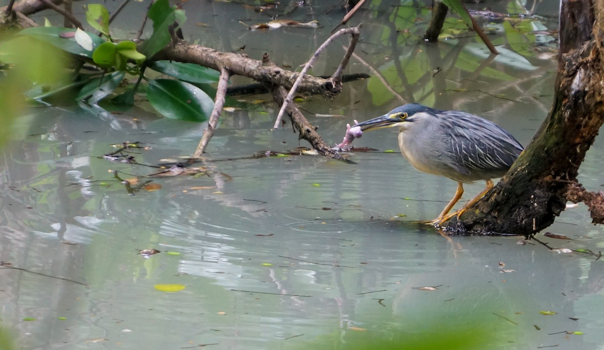 Little Heron (Asian) - ML644977123