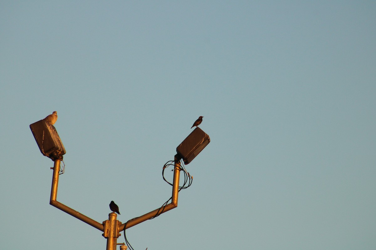 European Starling - ML644977171