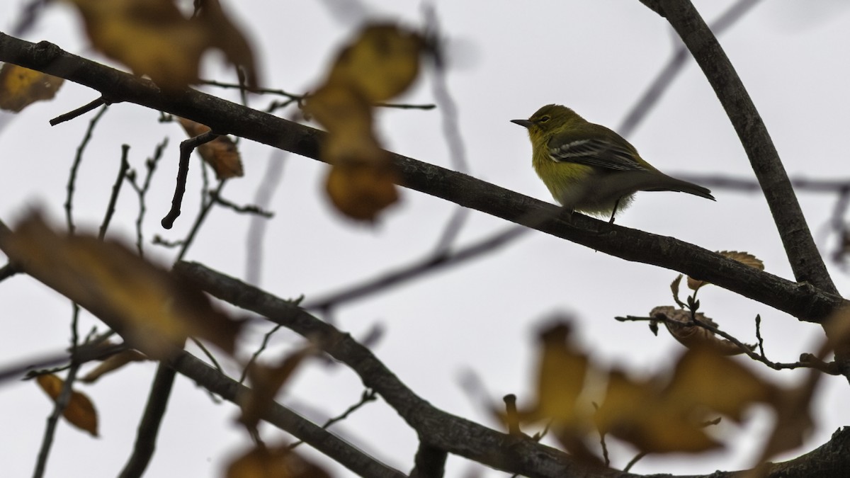 Pine Warbler - ML644977174