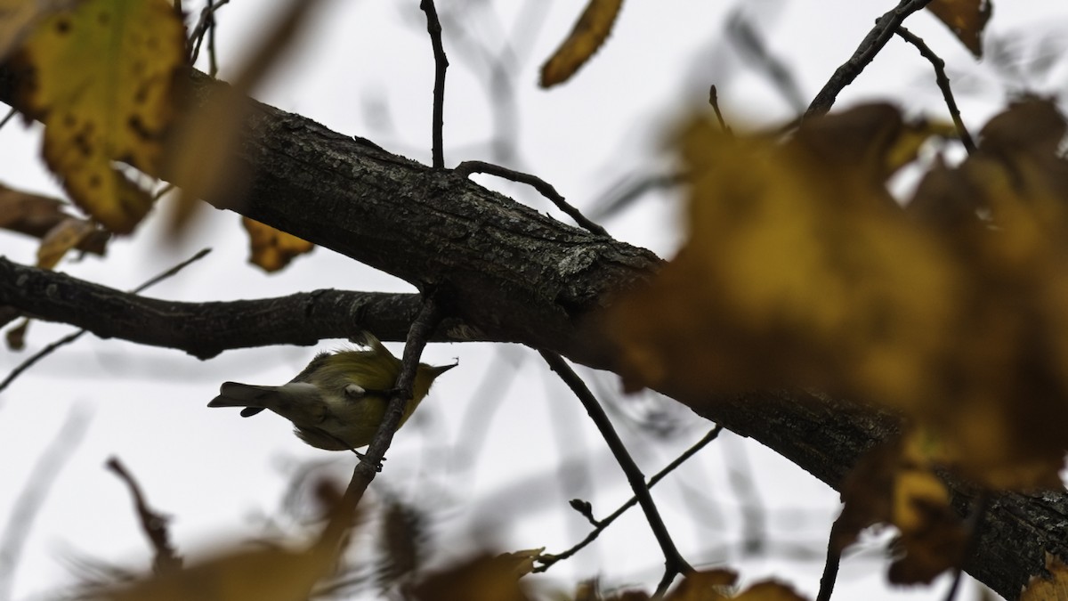 Pine Warbler - ML644977177