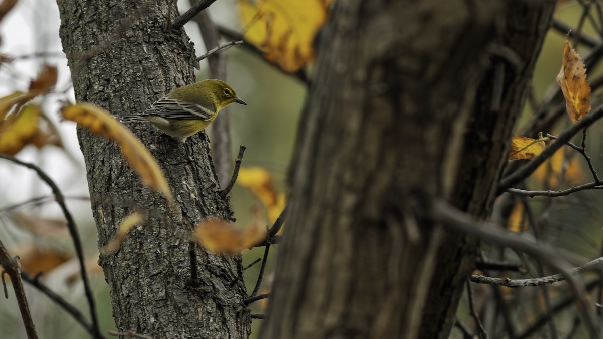 Pine Warbler - ML644977178