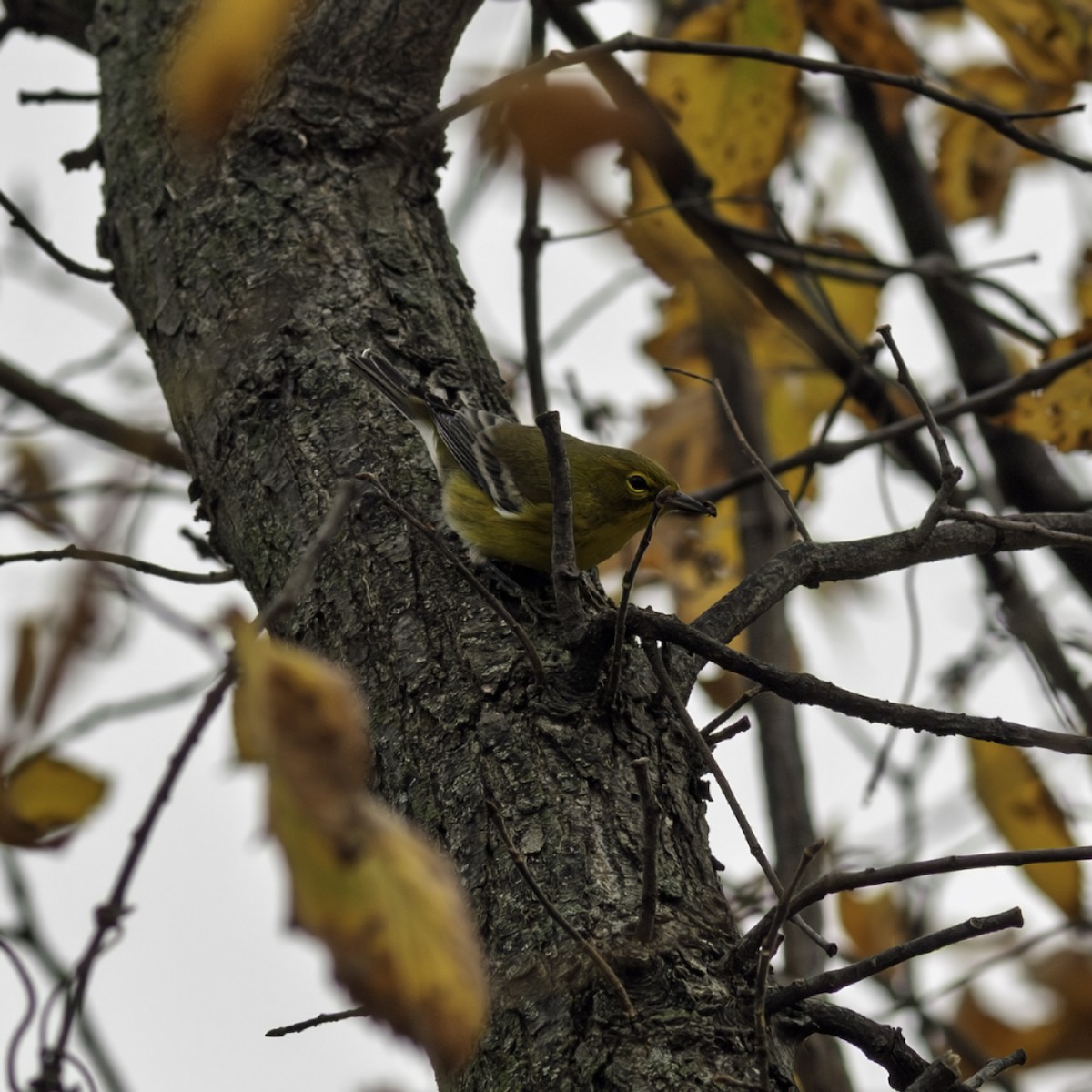 Pine Warbler - ML644977179