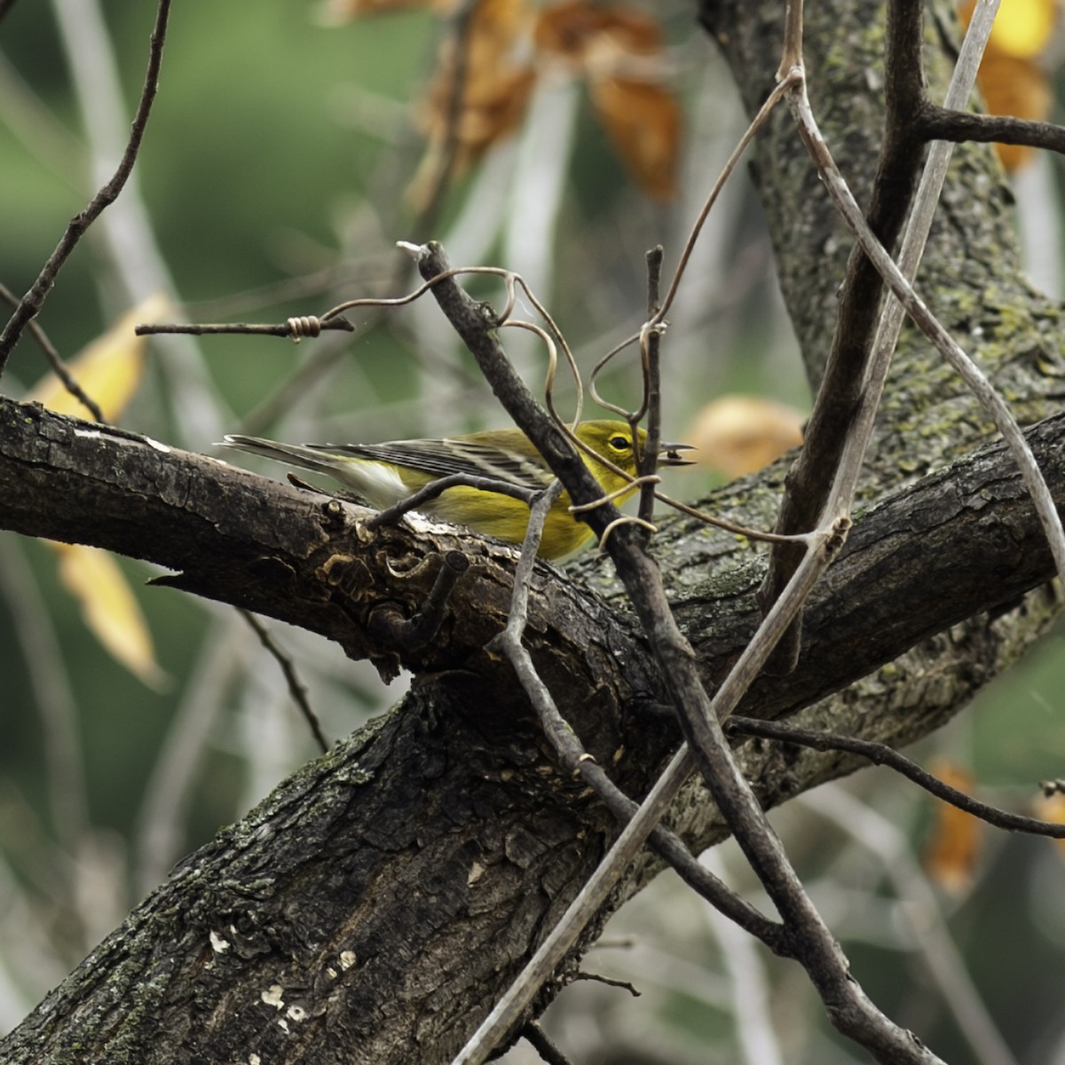 Pine Warbler - ML644977183