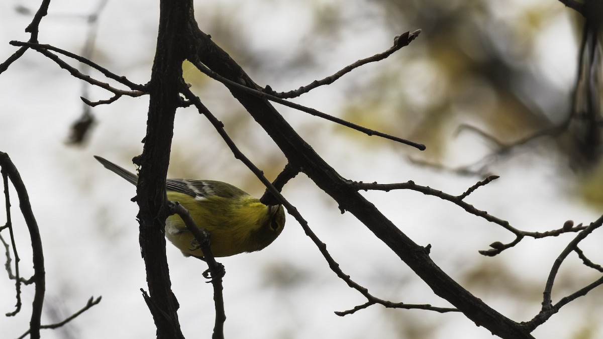 Pine Warbler - ML644977184
