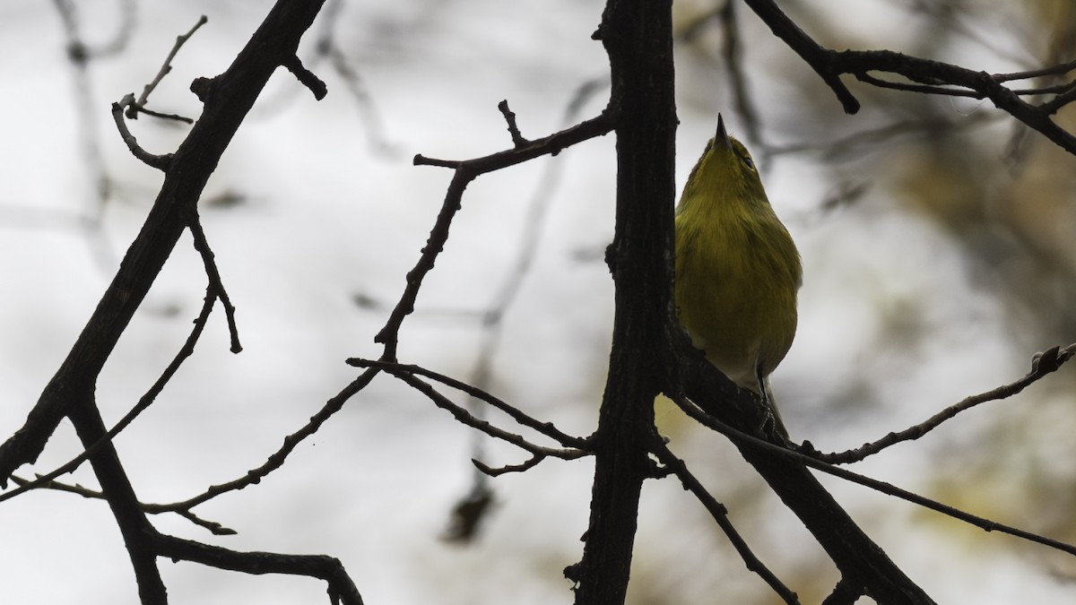 Pine Warbler - ML644977186