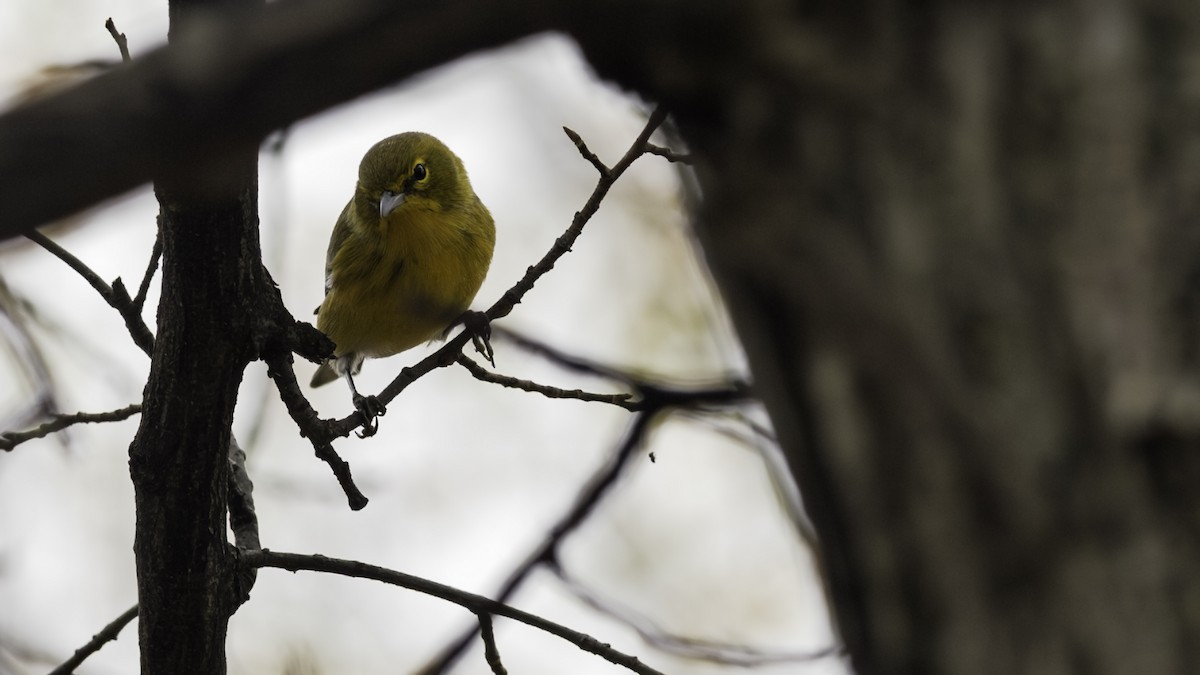 Pine Warbler - ML644977187