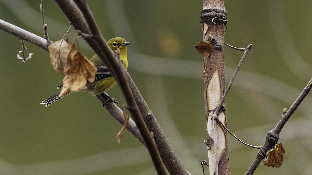 Pine Warbler - ML644977188