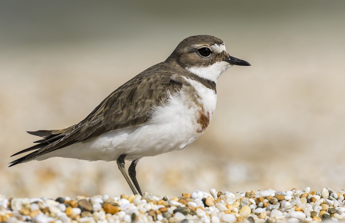 Double-banded Plover - ML644977216