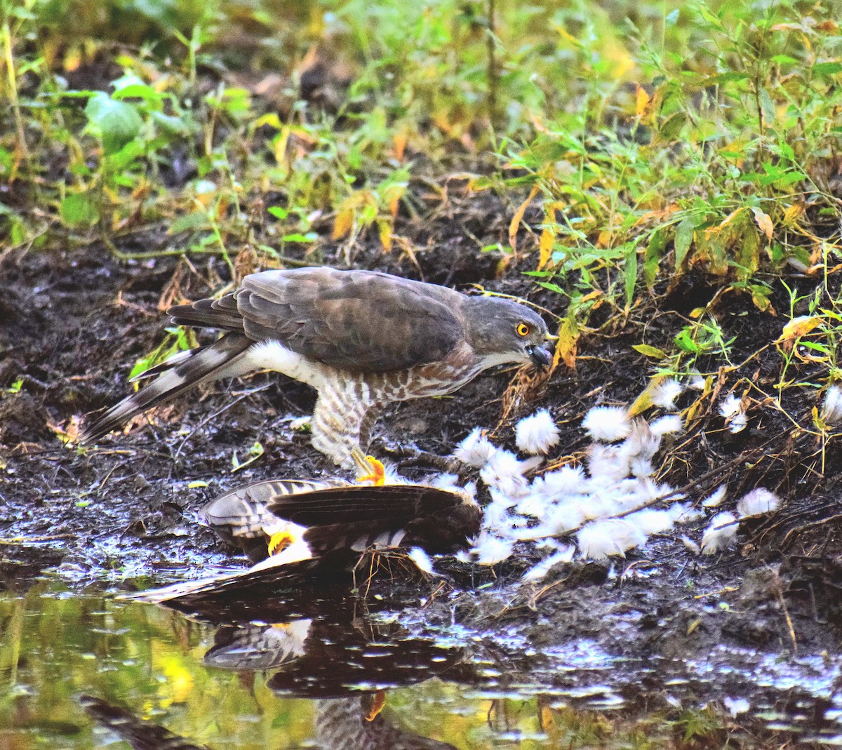 松雀鷹 - ML644977245