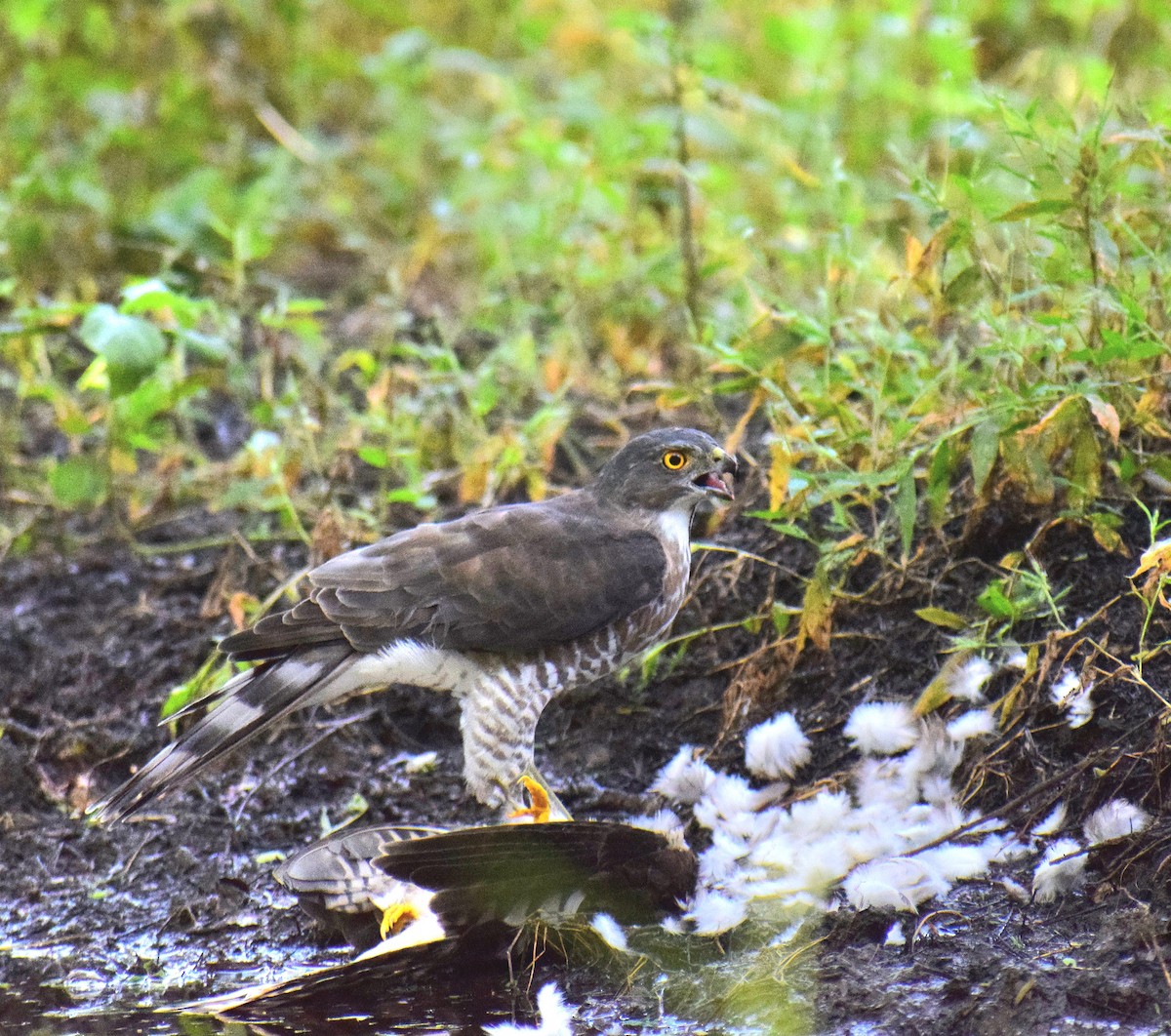 松雀鷹 - ML644977247