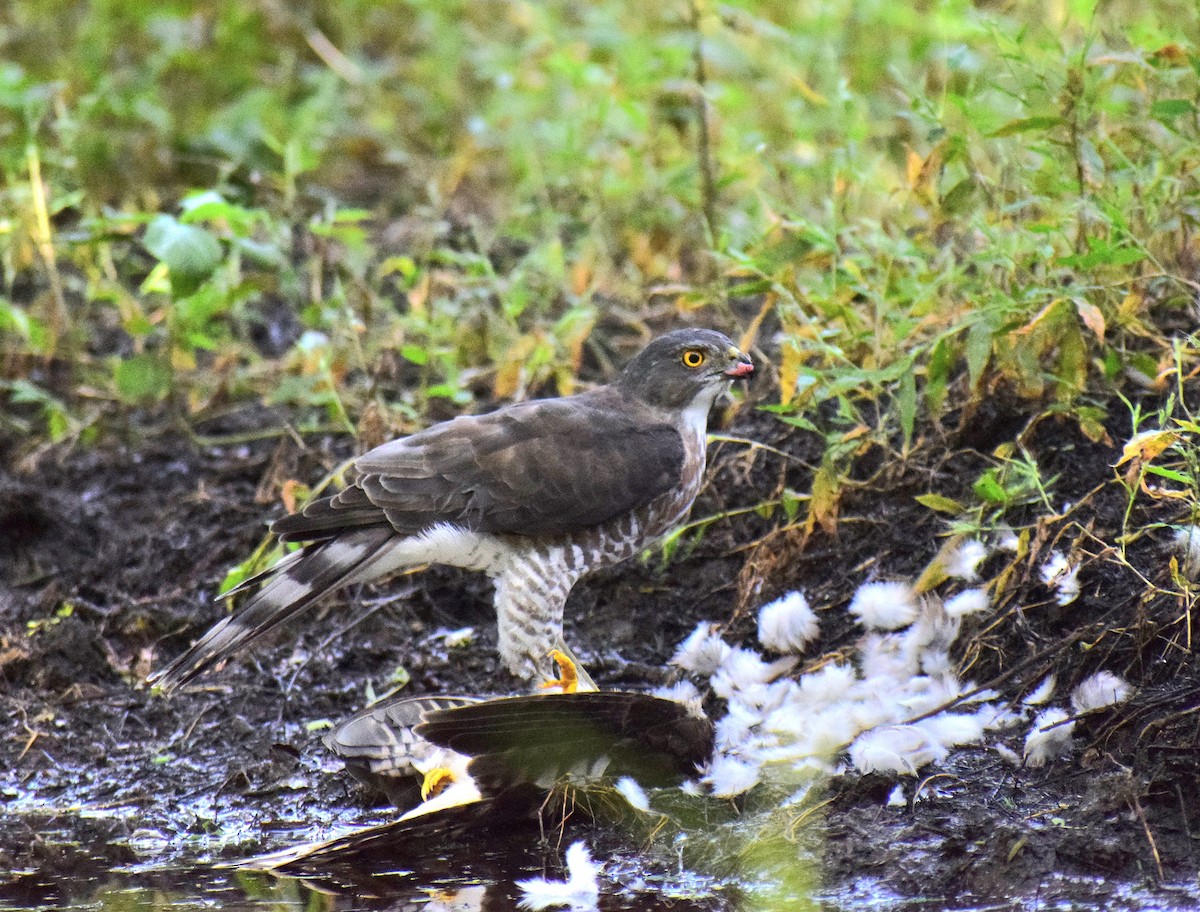 松雀鷹 - ML644977248