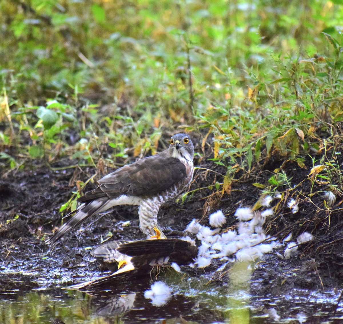 松雀鷹 - ML644977249