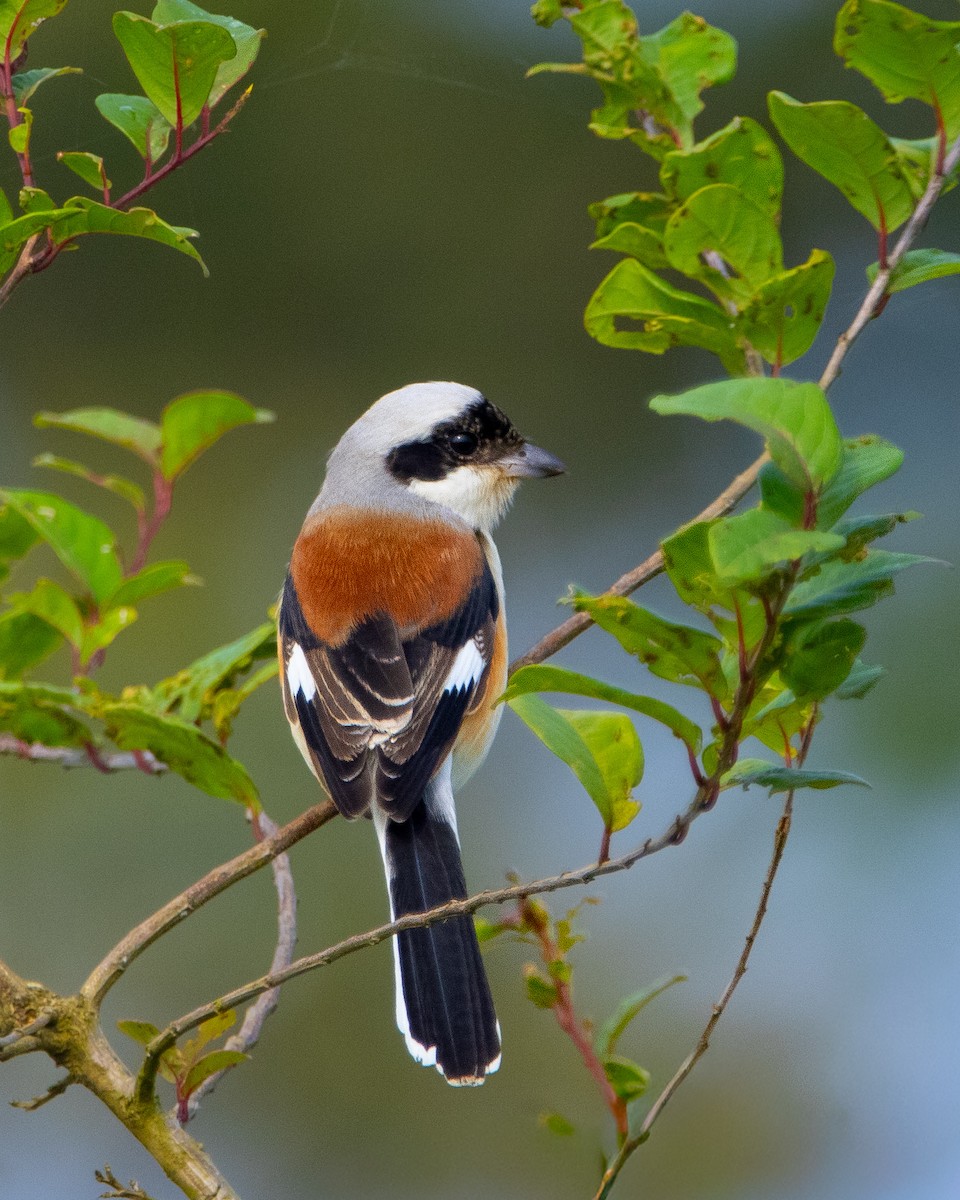 Bay-backed Shrike - ML644977273