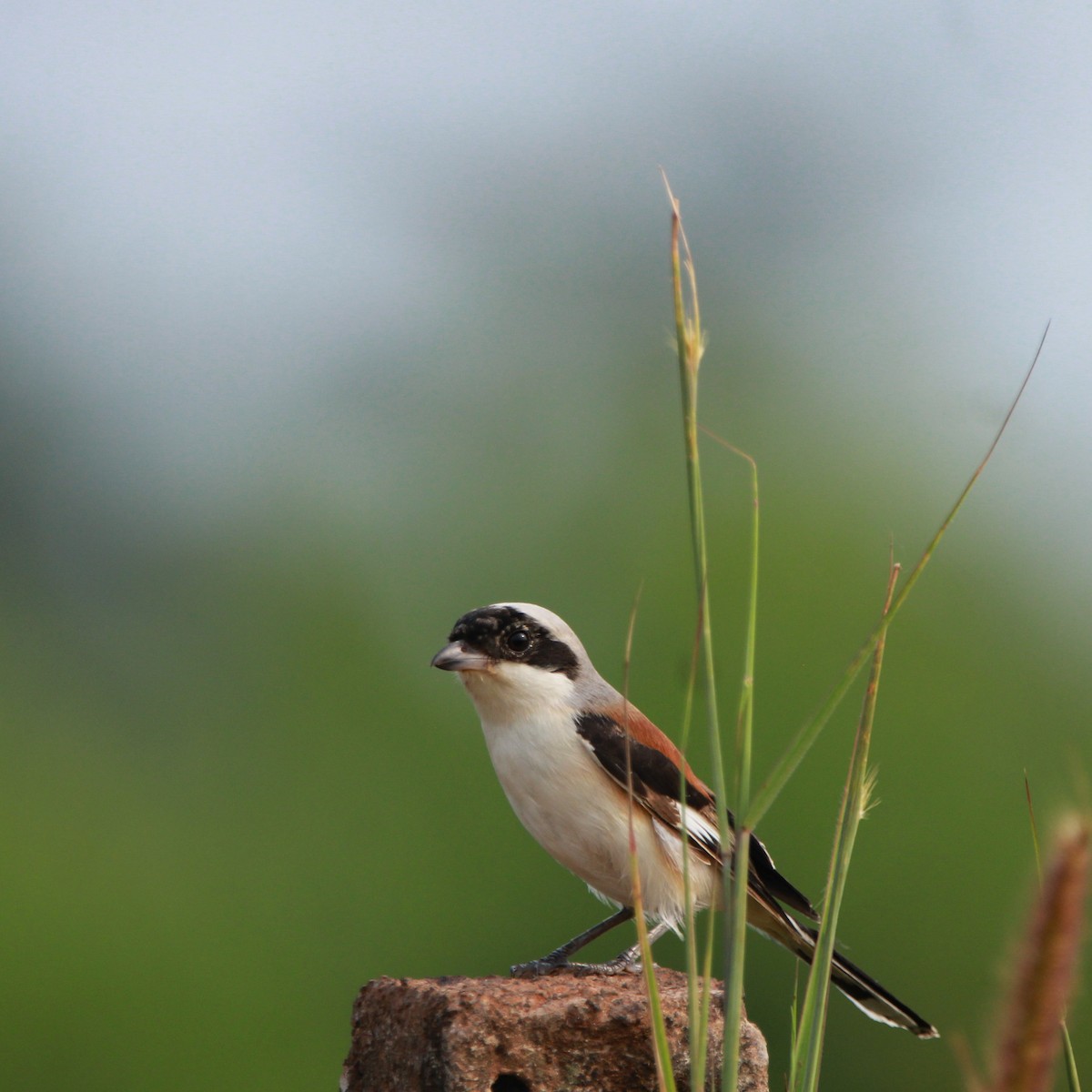 Bay-backed Shrike - ML644977274