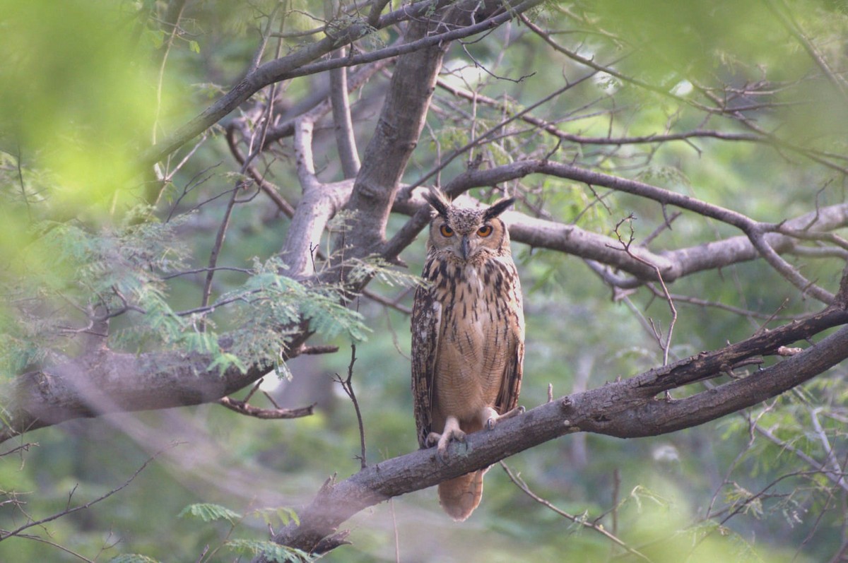 Rock Eagle-Owl - ML644977300