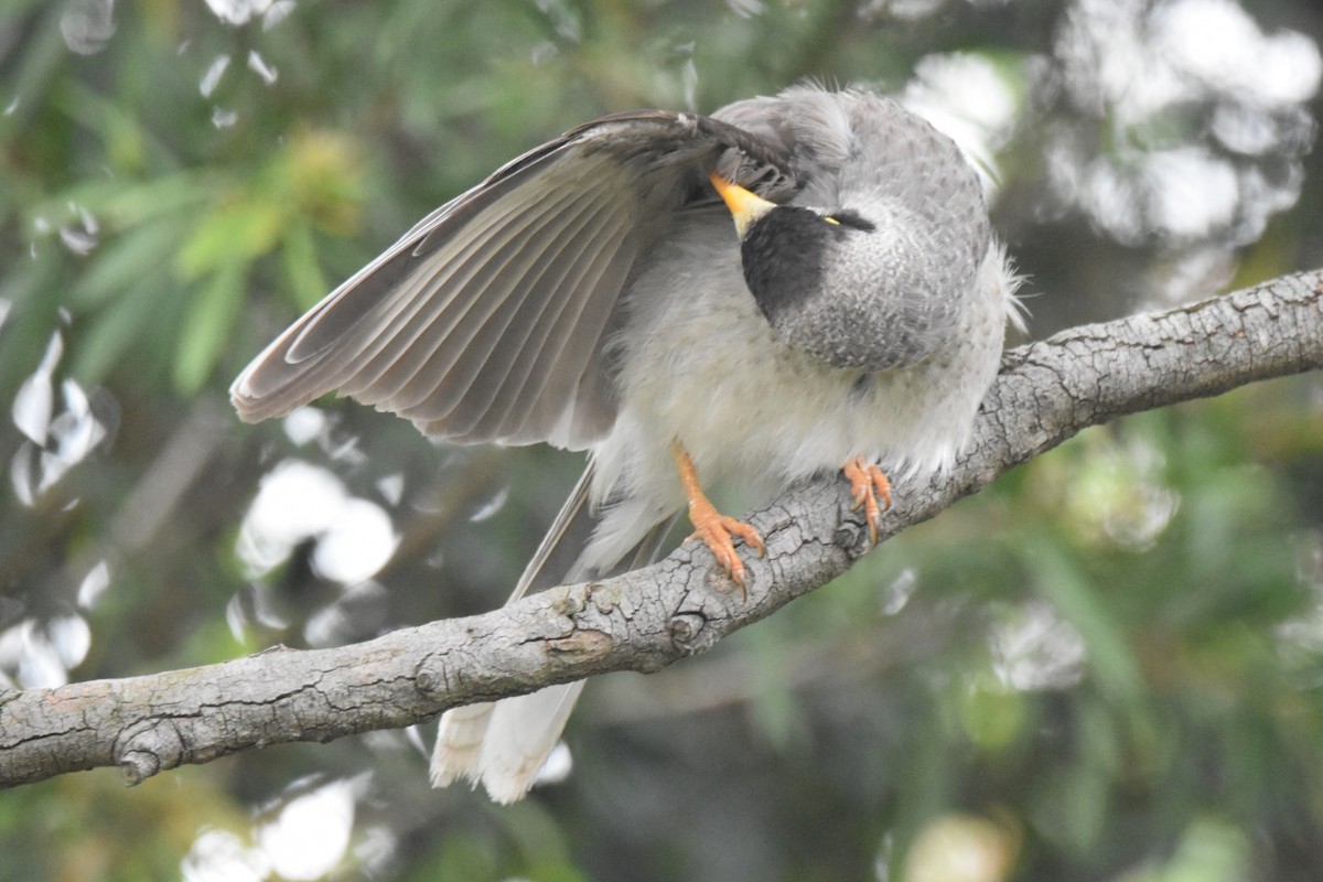 medosavka hlučná - ML644977306