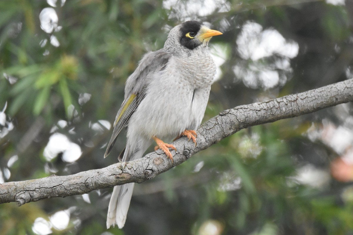 medosavka hlučná - ML644977314