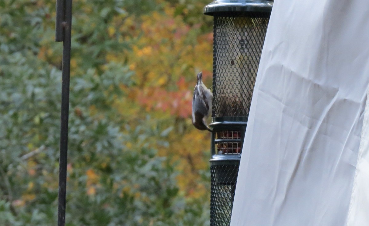 Буроголовый поползень - ML644977325