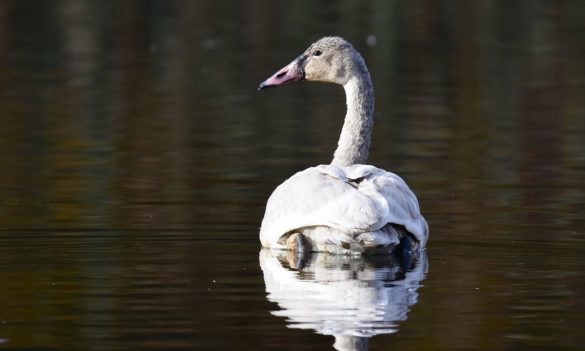 Tundra Swan - ML644977373