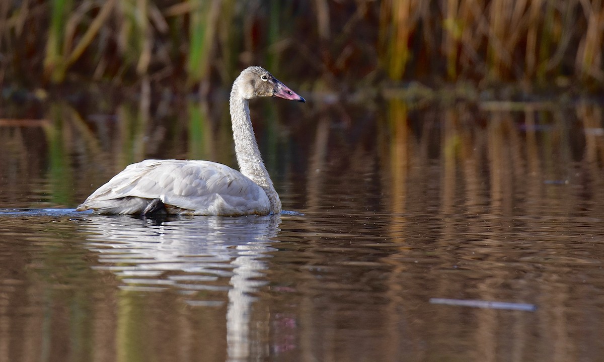Tundra Swan - ML644977374