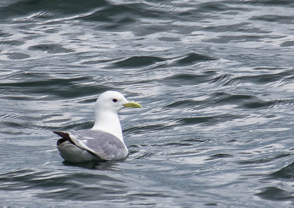 Kara Ayaklı Martı - ML644977376