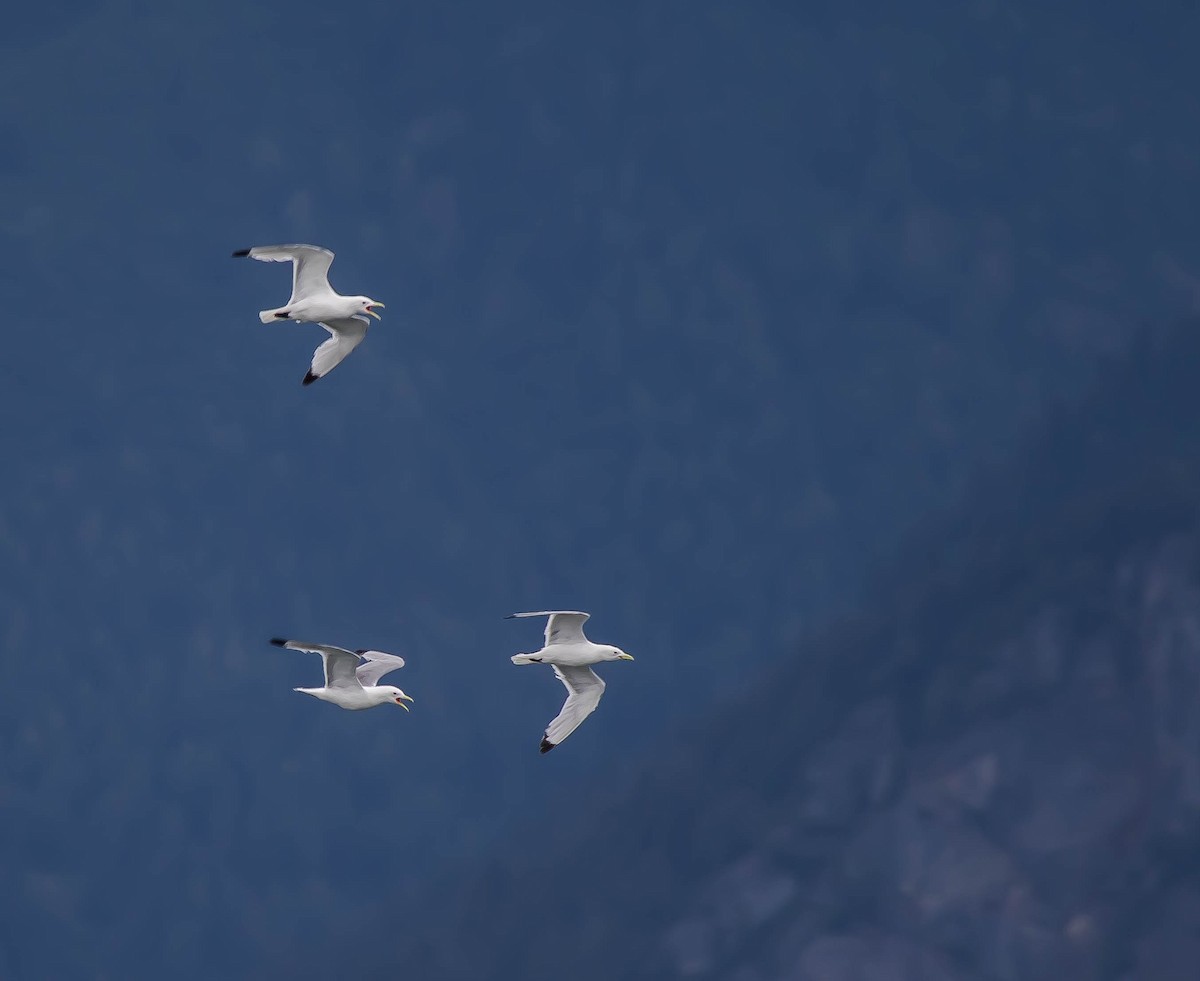 Kara Ayaklı Martı - ML644977377