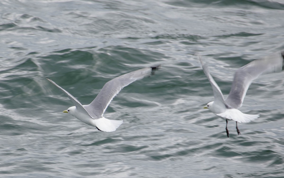 Kara Ayaklı Martı - ML644977378