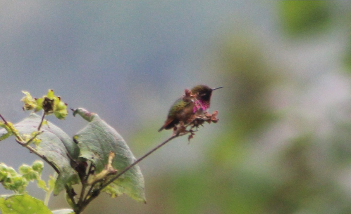 Wine-throated Hummingbird - ML644977389