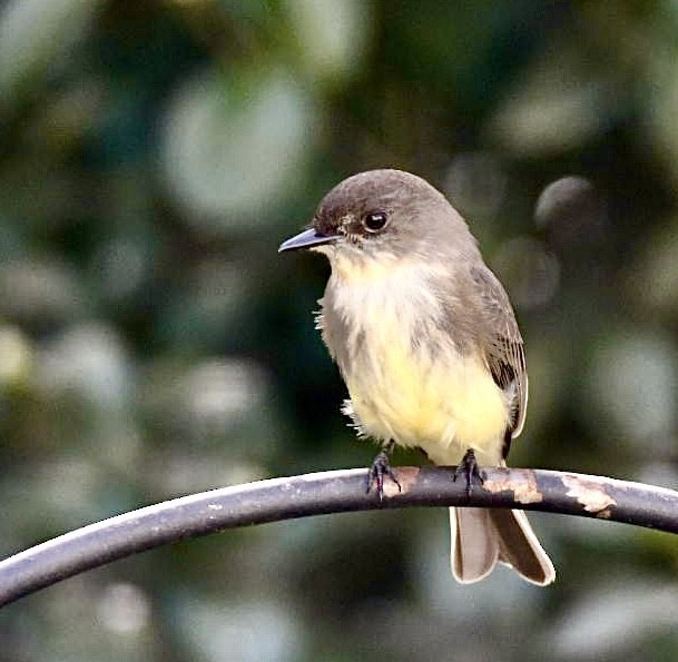 Eastern Phoebe - ML644977390