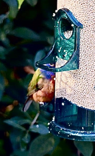 Painted Bunting - ML644977397