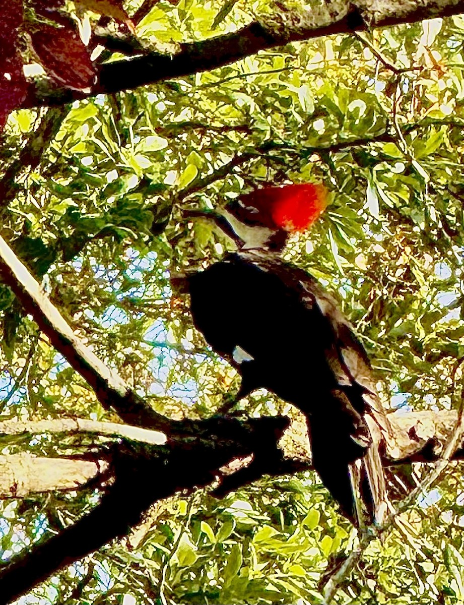 Pileated Woodpecker - ML644977403