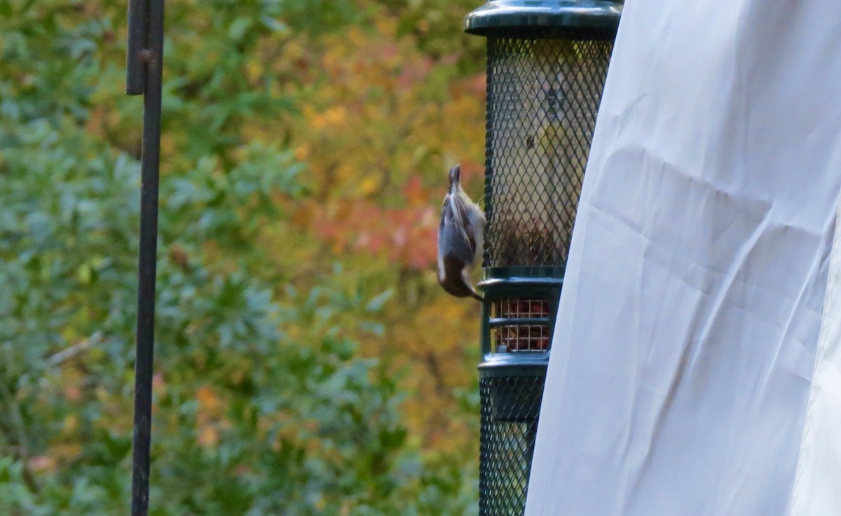 Буроголовый поползень - ML644977405