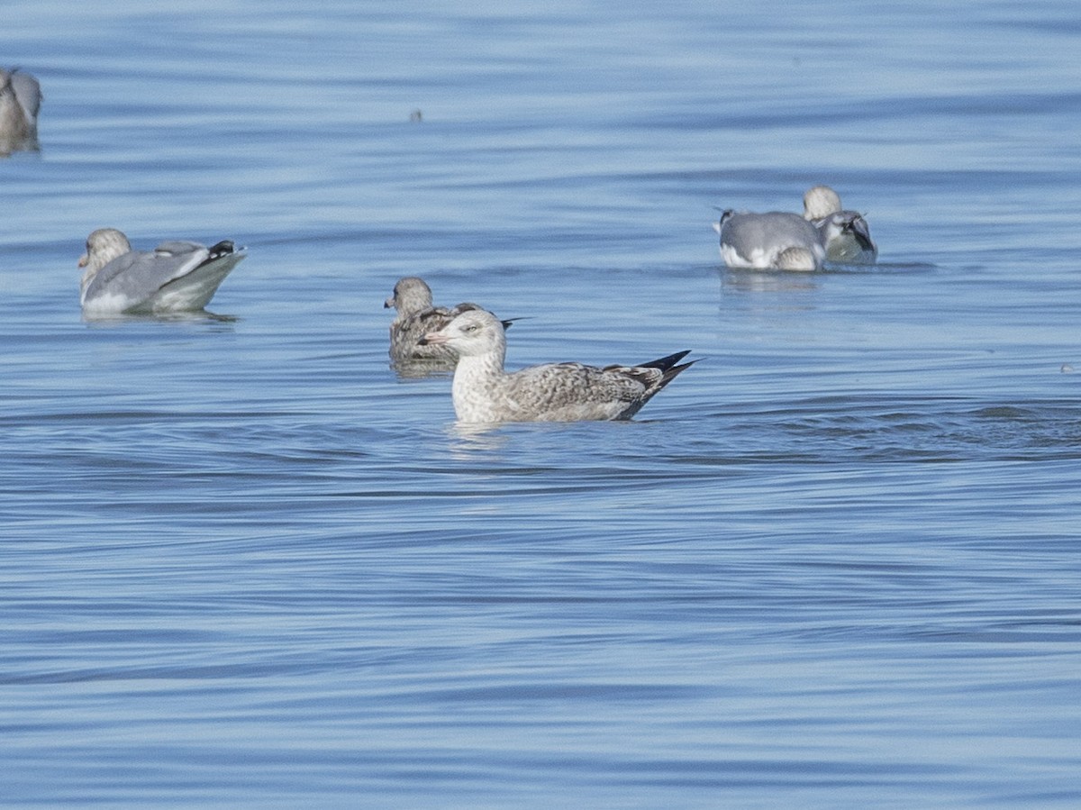 American Herring Gull - ML644977408
