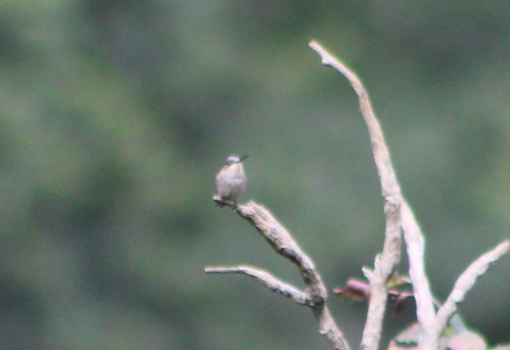 Green-throated Mountain-gem - ML644977421