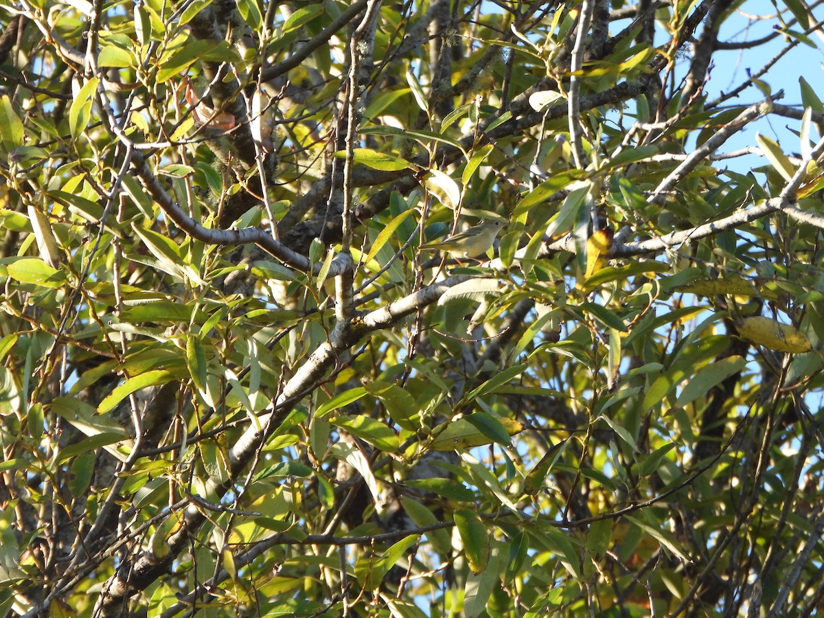 Northern Yellow Warbler - ML644977437