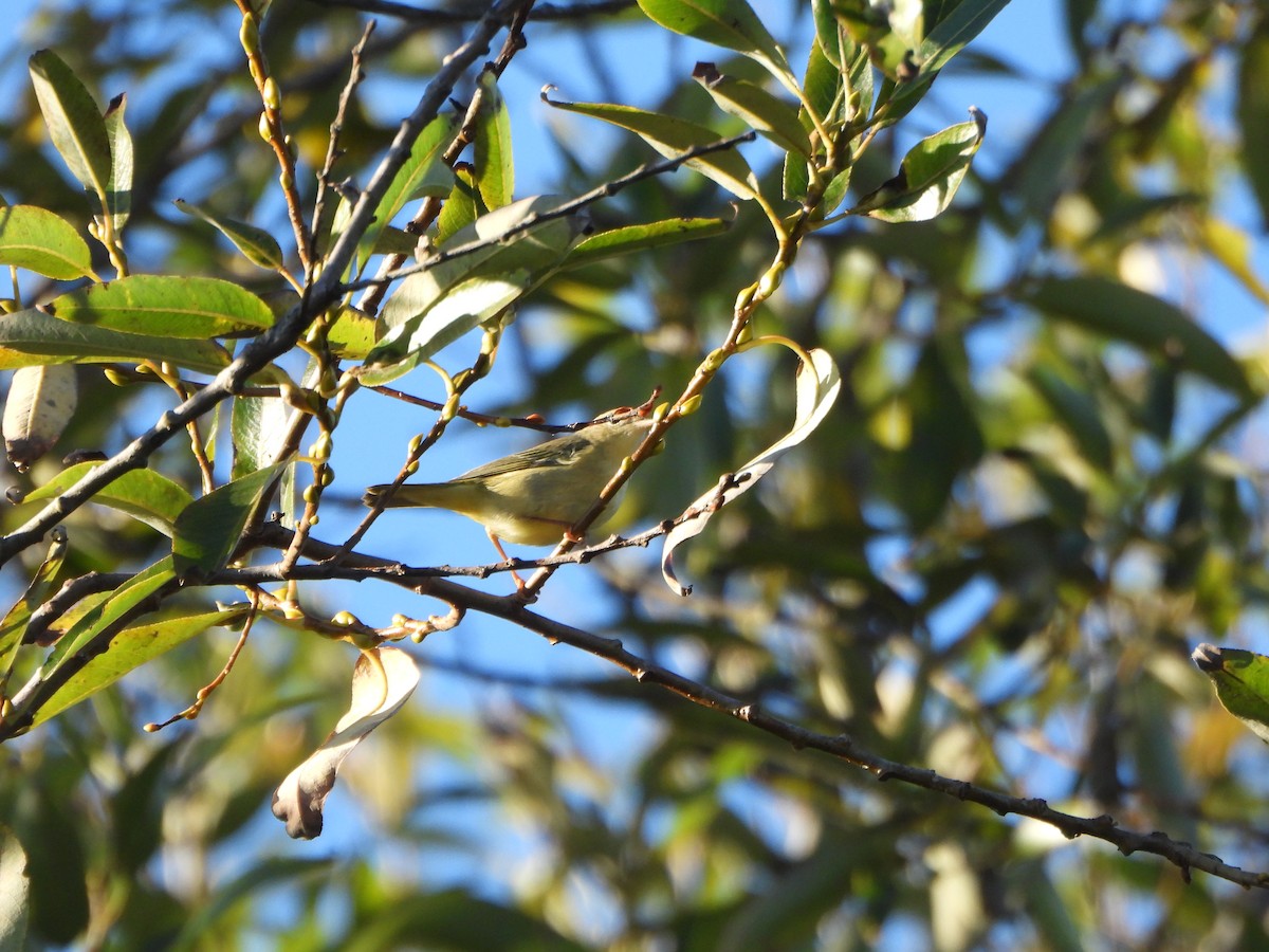 Northern Yellow Warbler - ML644977439