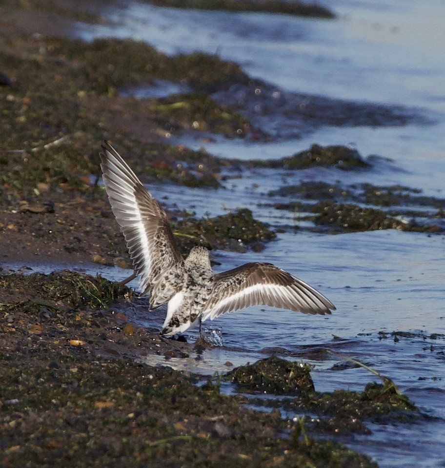 Txirri zuria - ML644977447